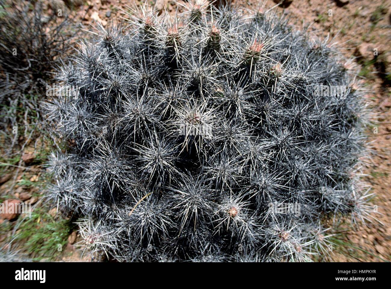 Echinocereus maritimus hi-res stock photography and images - Alamy