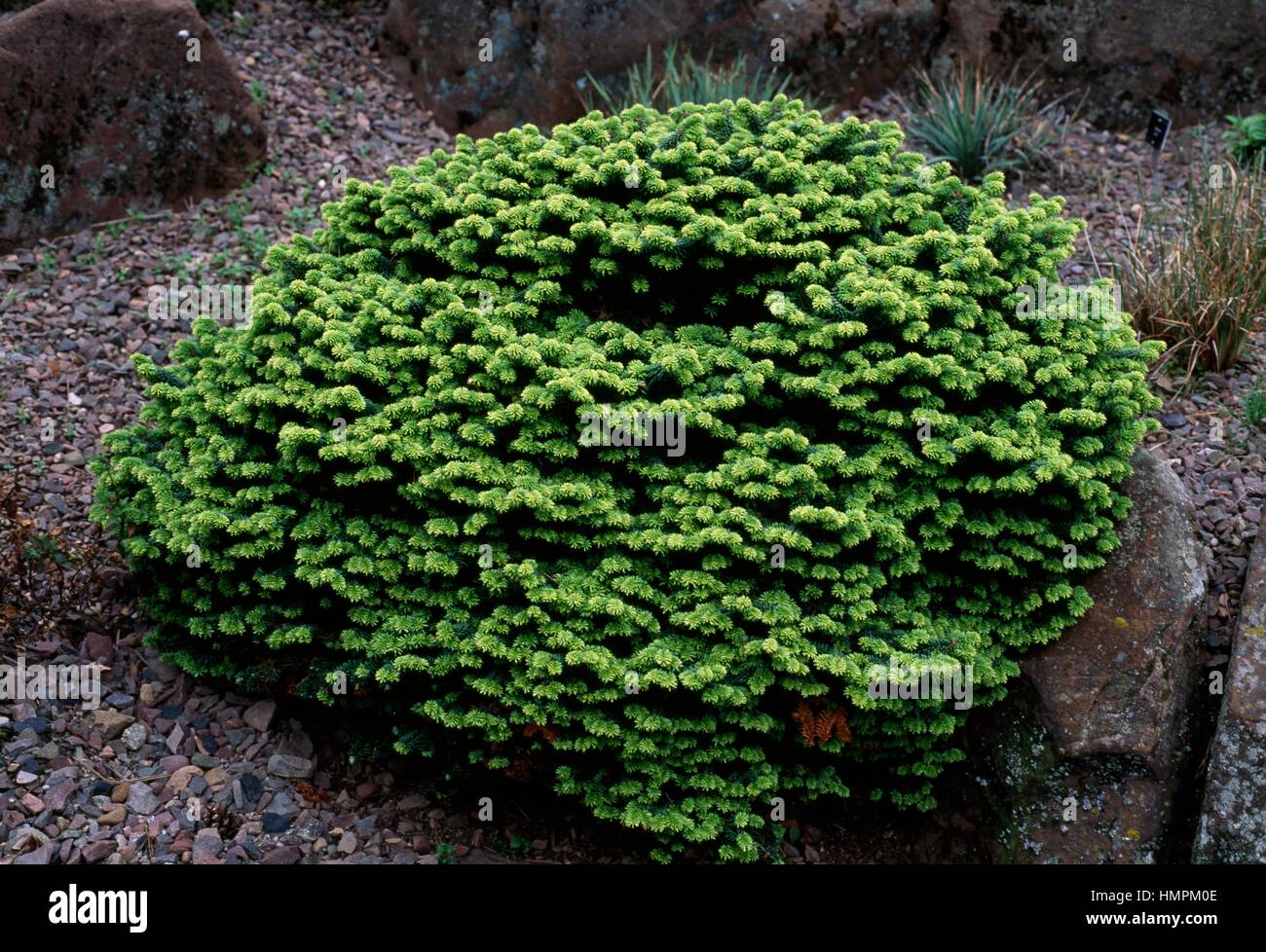 Dwarf Balsam Fir (Abies balsamea Nana), Pinaceae. Stock Photo