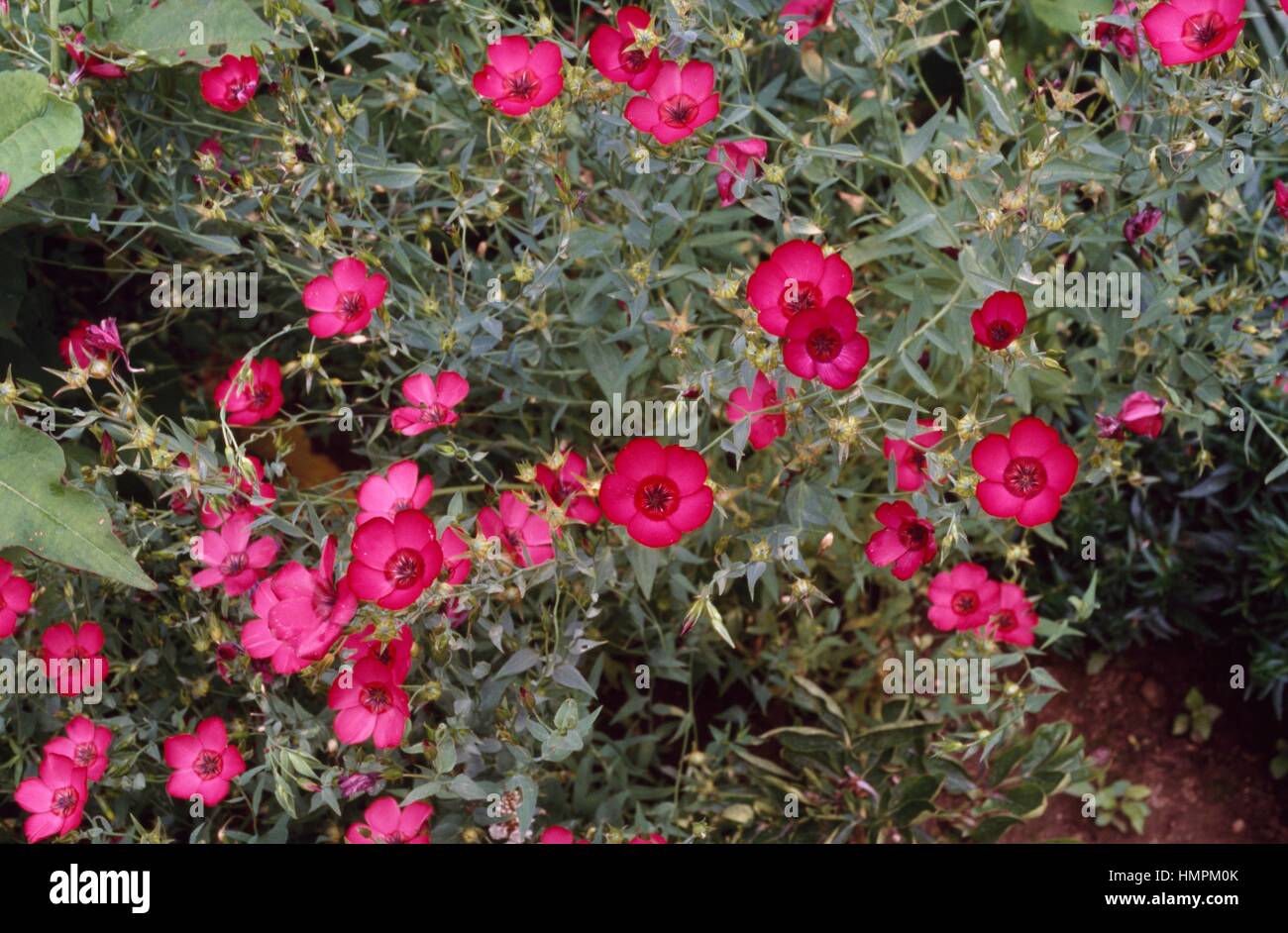 Red flax (Linum grandiflorum rubrum), Linaceae. Stock Photo