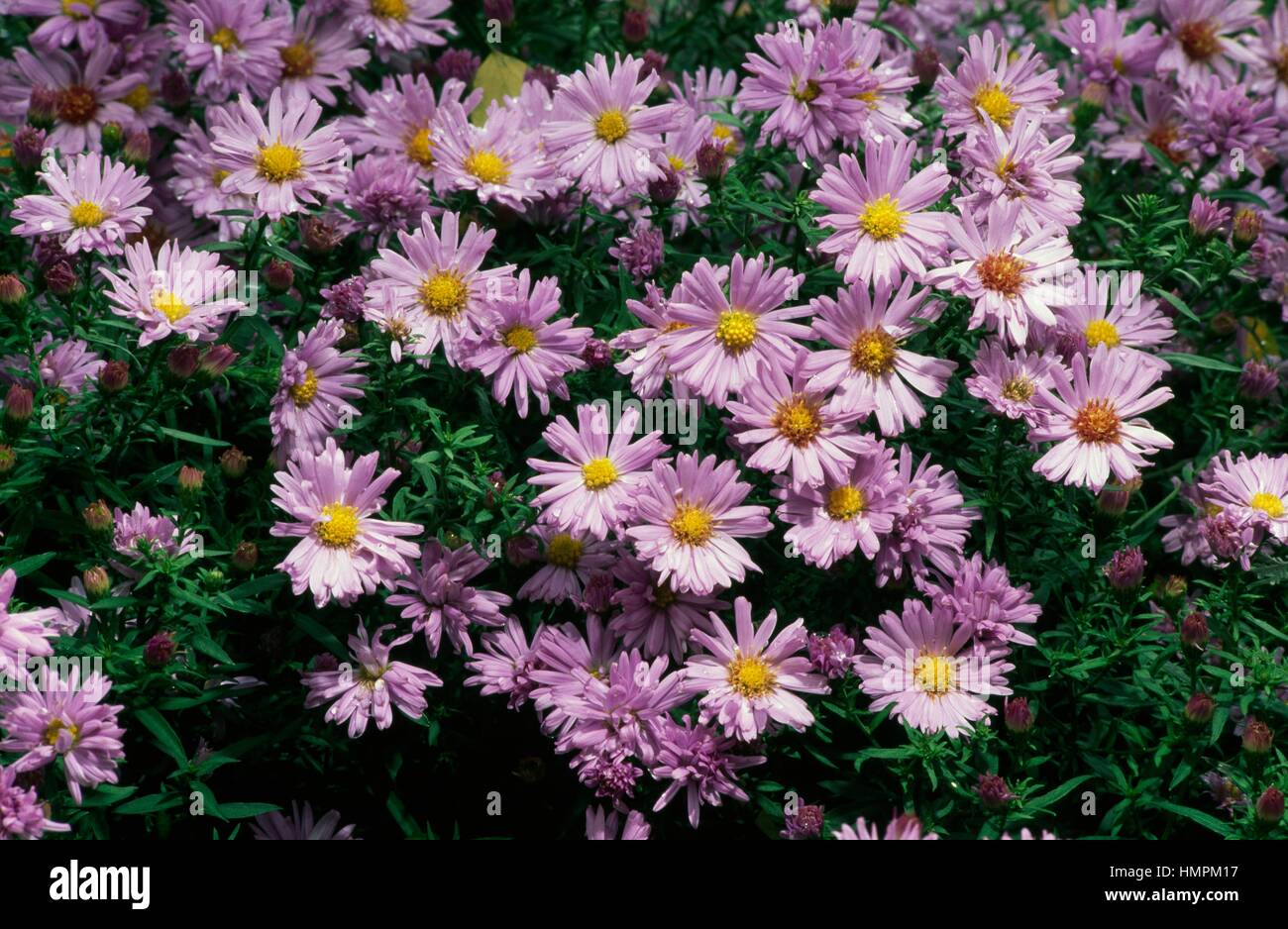 New Belgium aster, New York aster or Fall aster (Symphyotrichum novi-belgii Audrey), Asteraceae. Stock Photo