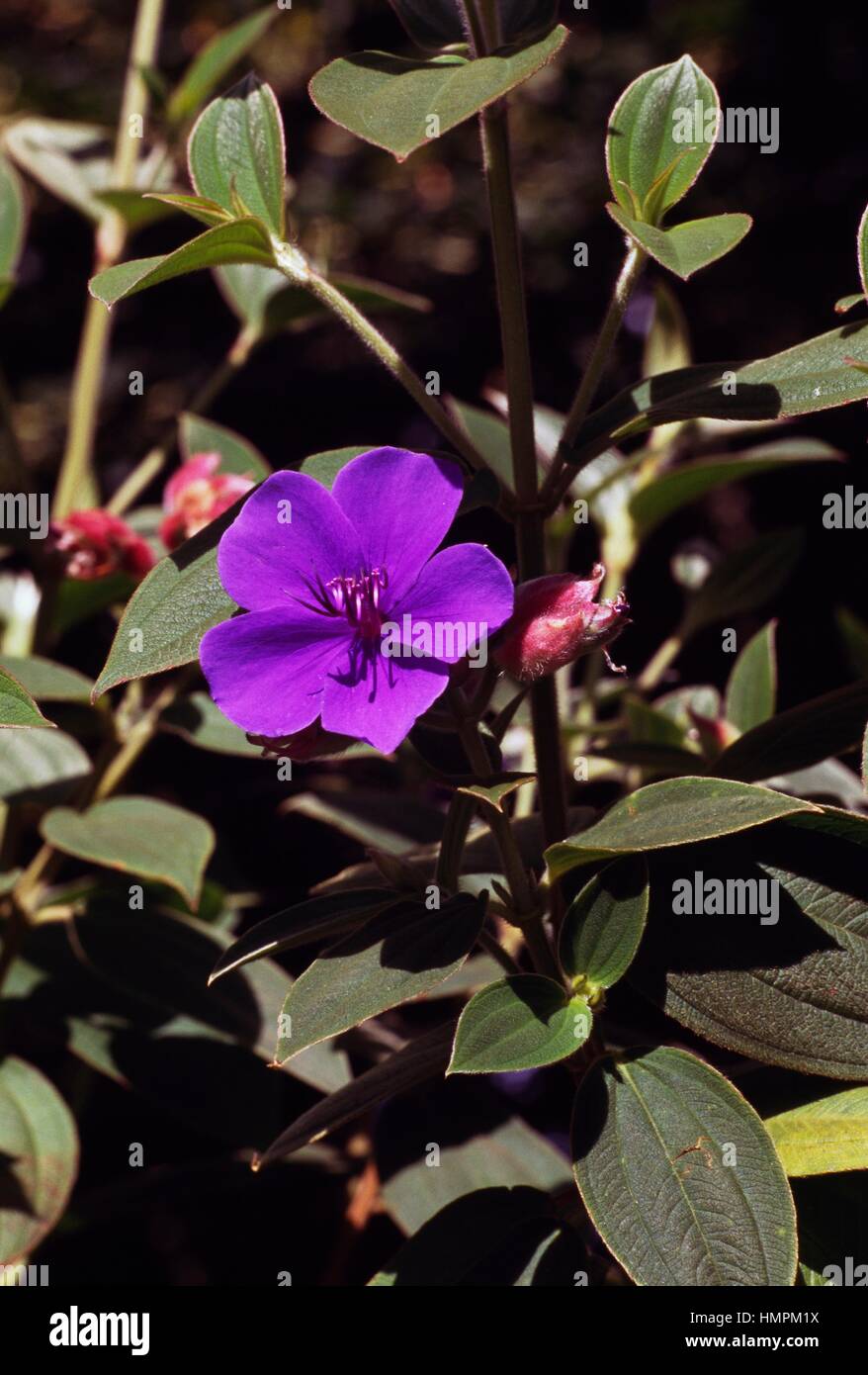 Purple glory tree (Tibouchina urvilleana), Melastomataceae. Stock Photo