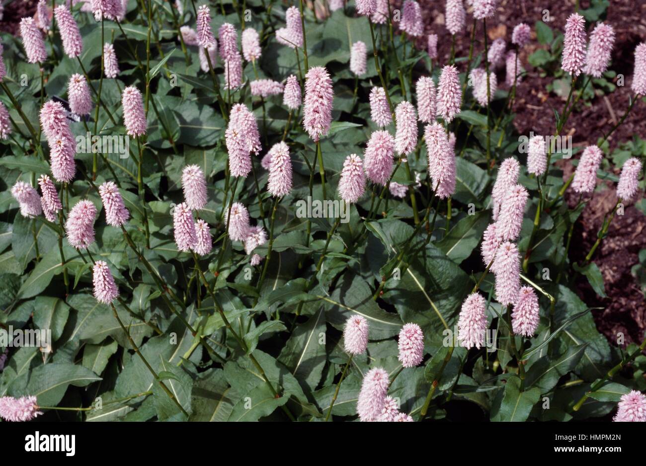 Bistort (Polygonum bistorta Superbum), Polygonaceae. Stock Photo