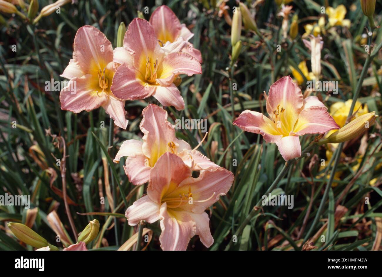 Cherry Cheeks Daylily (Hemerocallis Cherry Cheeks), Hemerocallidaceae