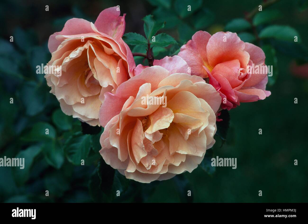 Marie Curie rose, Rosaceae. Stock Photo