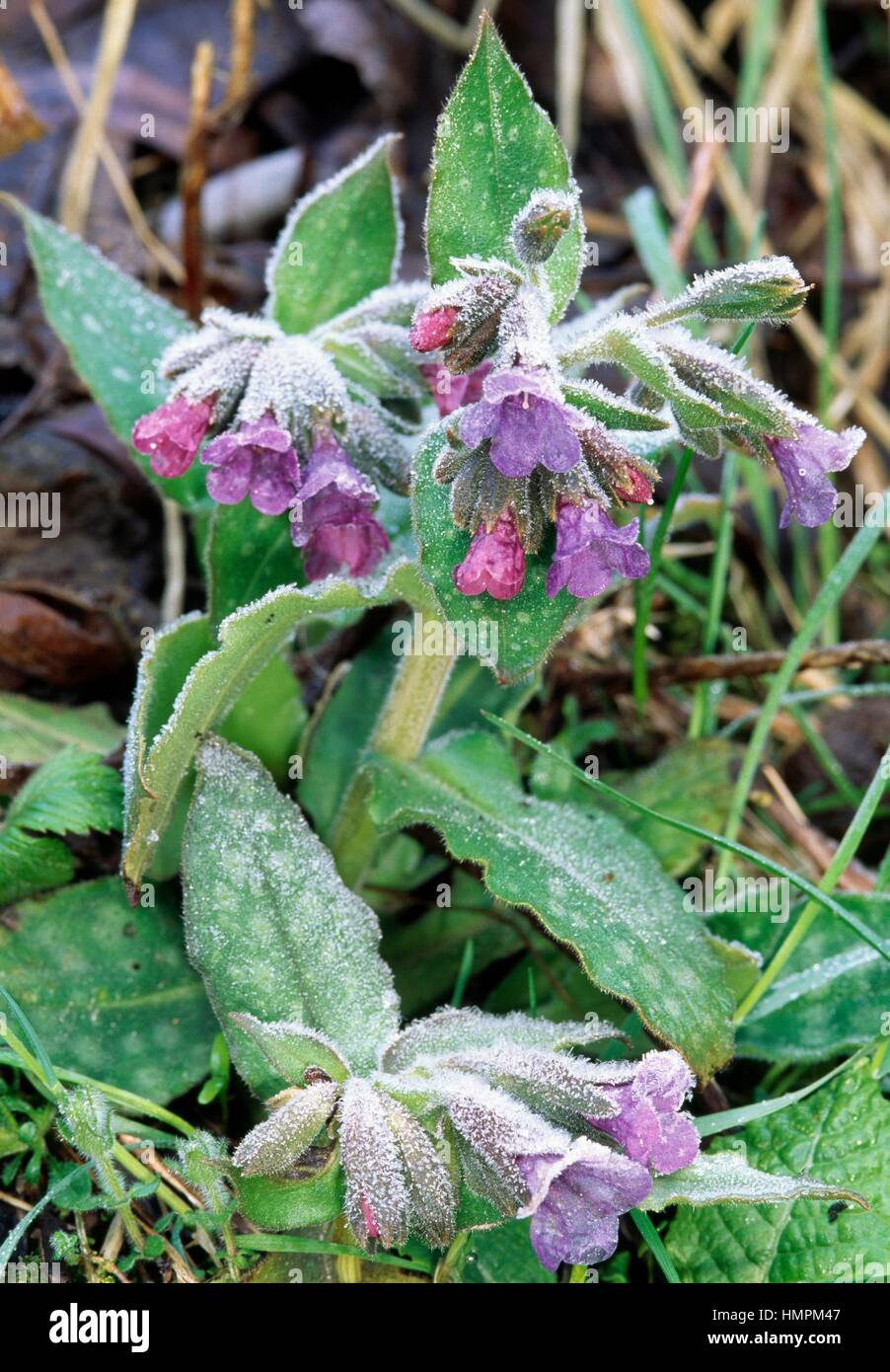 Common lungwort or Our lady's milk drops (Pulmonaria officinalis), Boraginaceae. Stock Photo