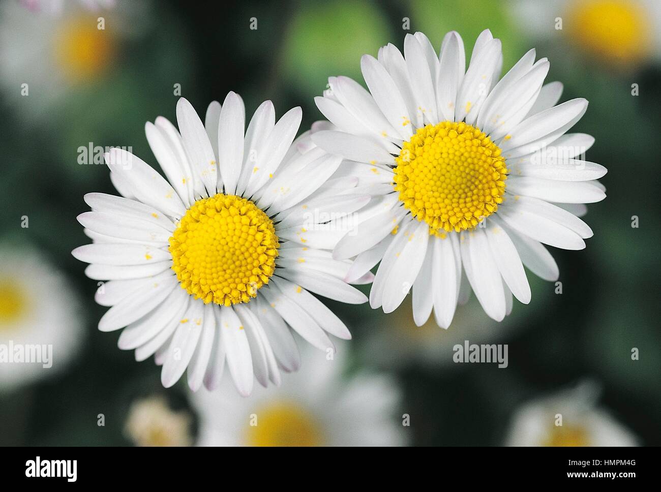 Lawn daisy or English daisy (Bellis perennis), Asteraceae. Stock Photo