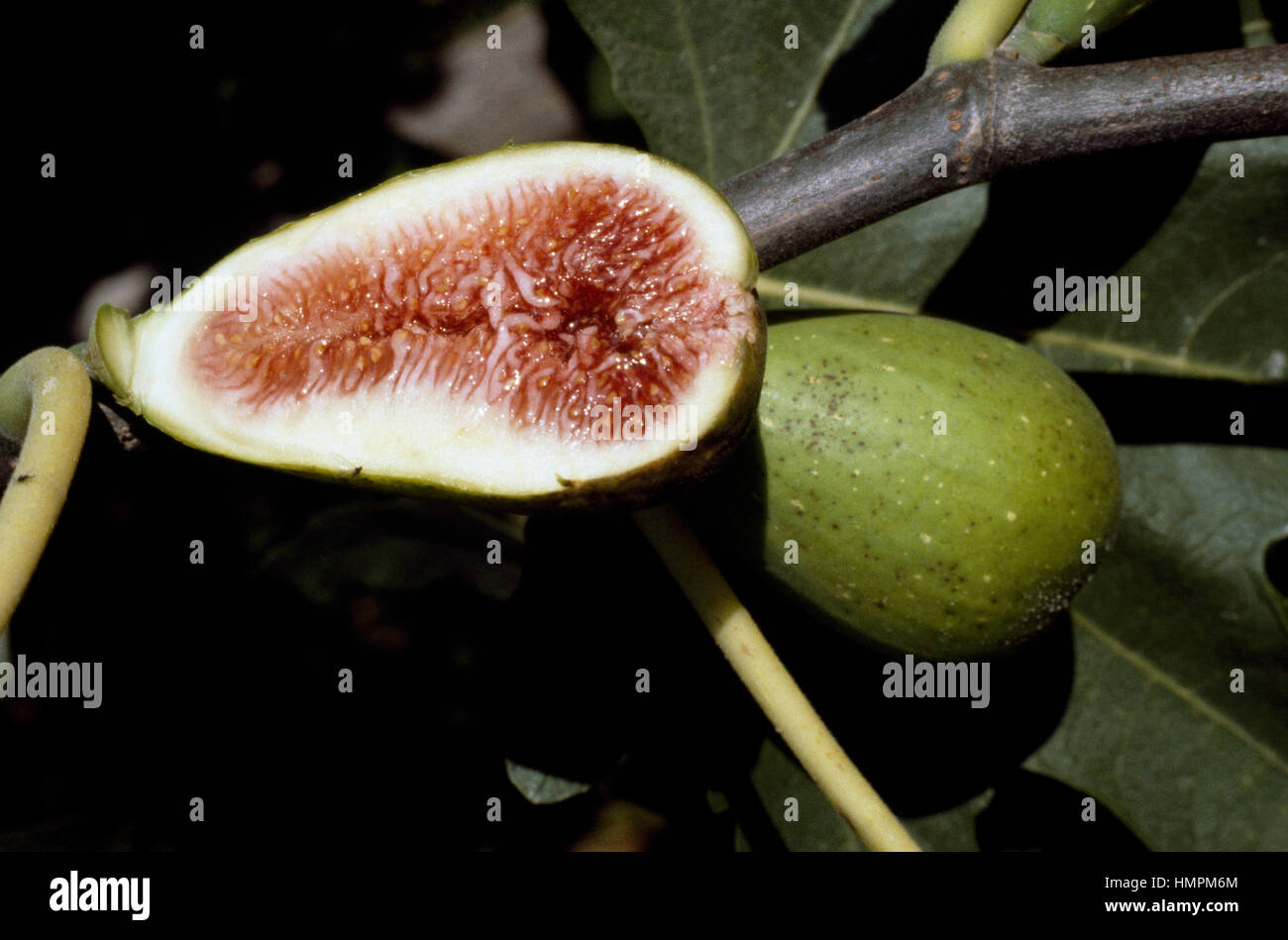 Syconium of the Common fig (Ficus carica), Moraceae. Stock Photo