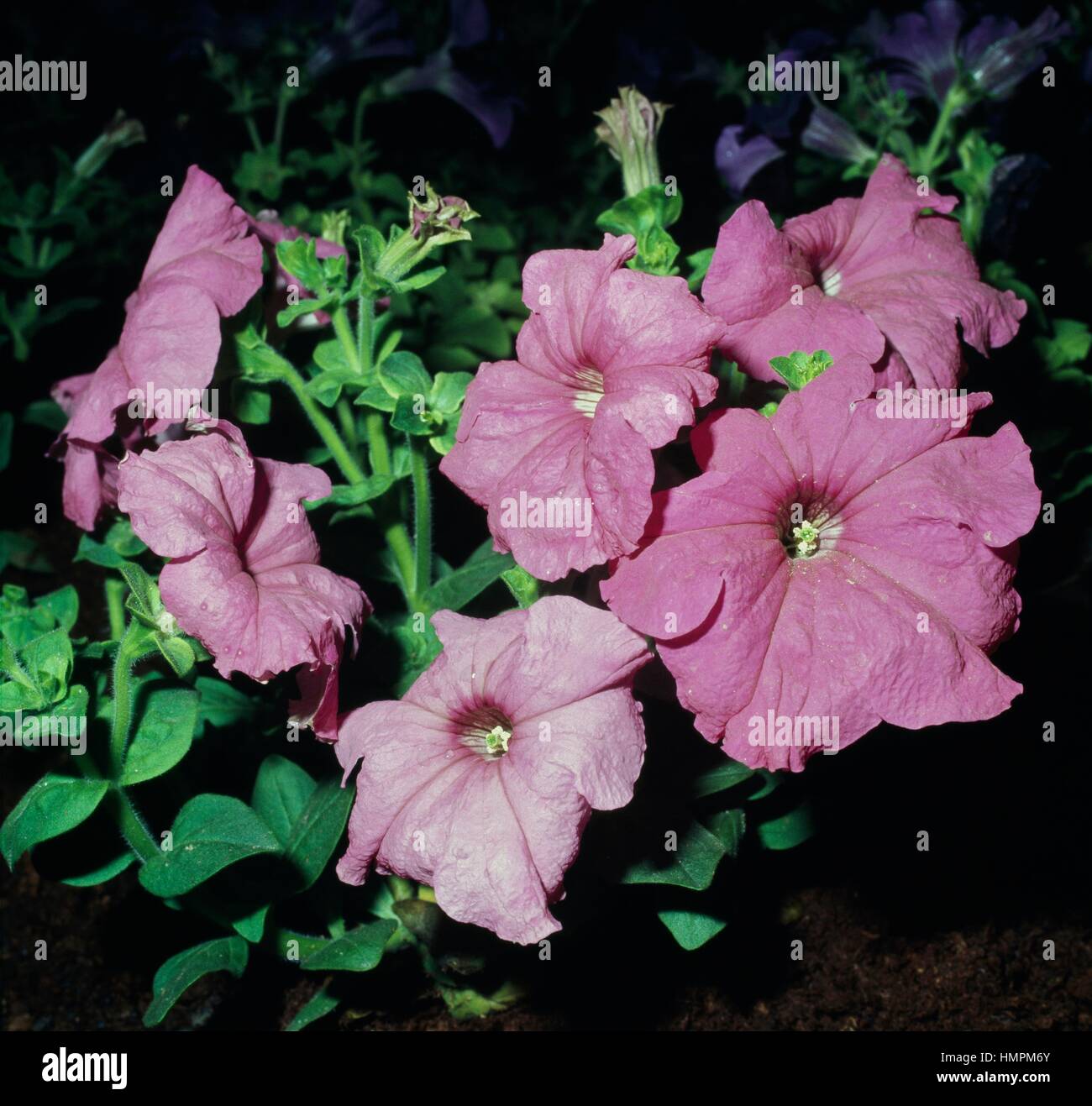 Happiness petunia (Petunia hybrida Happiness), Solanaceae. Stock Photo