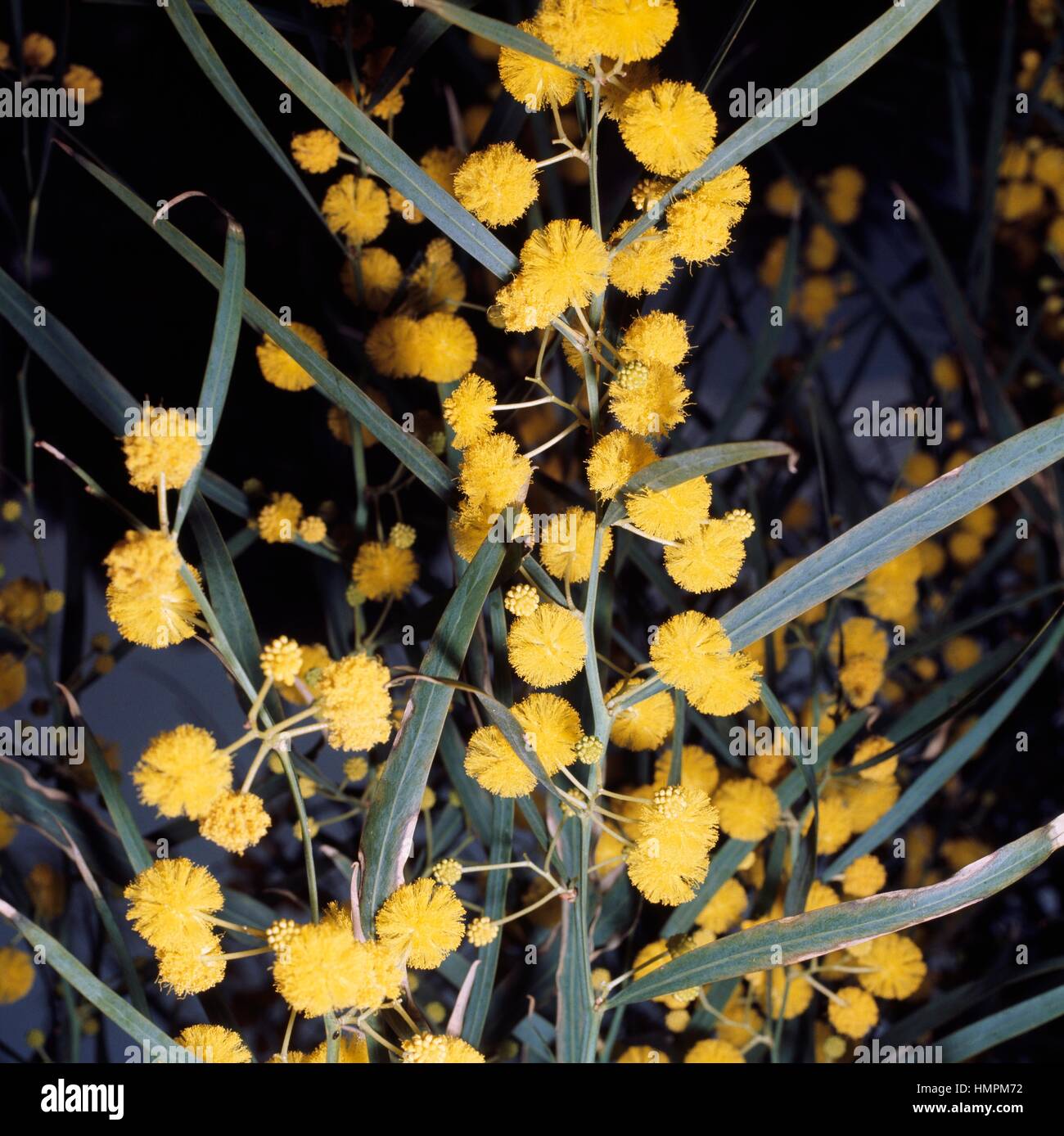 Long-leaved wattle or Sydney golden wattle (Acacia longifolia), Fabaceae. Stock Photo