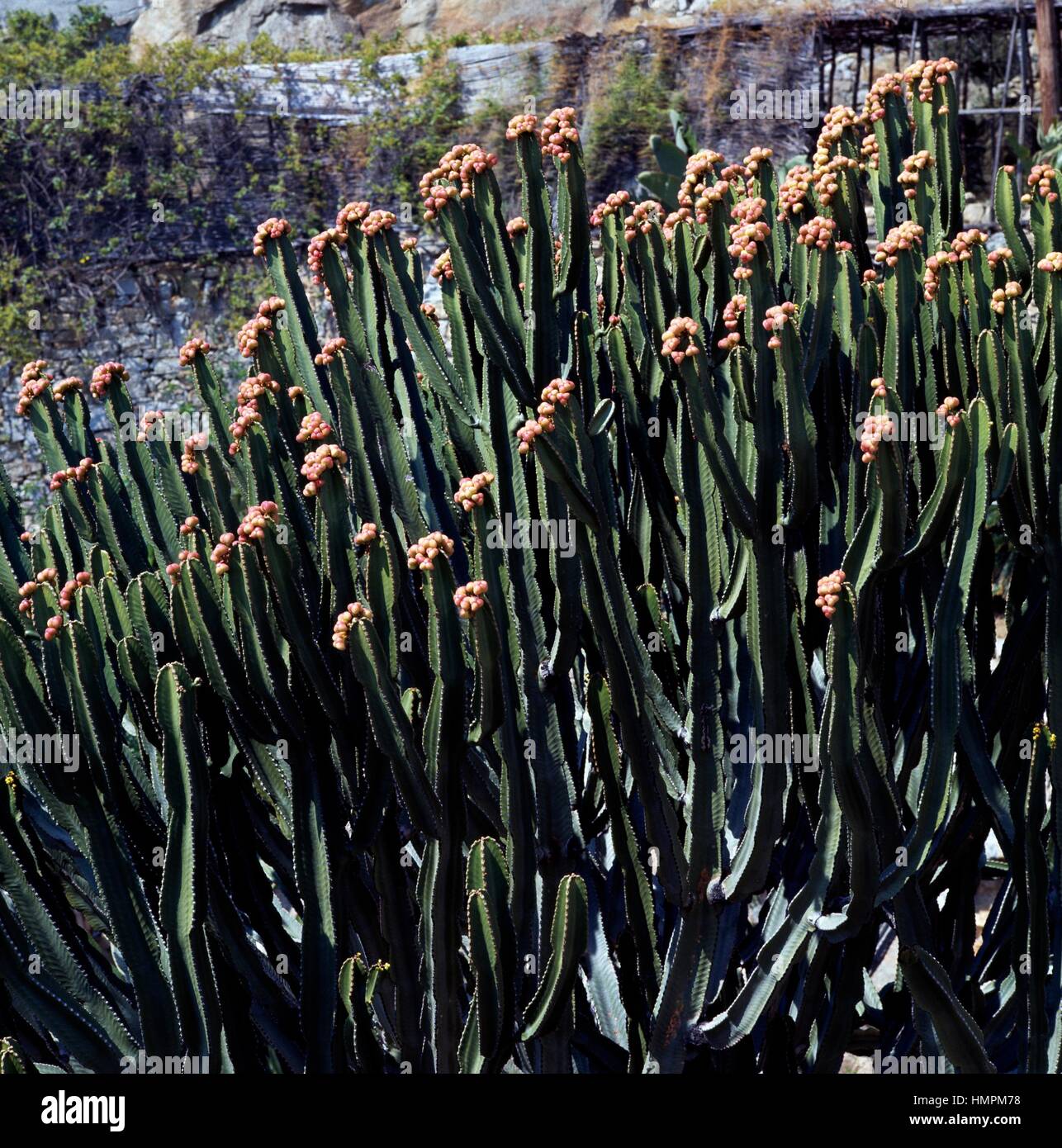 Desert candle or Candelabra spurge (Euphorbia abyssinica), Euphorbiaceae. Stock Photo