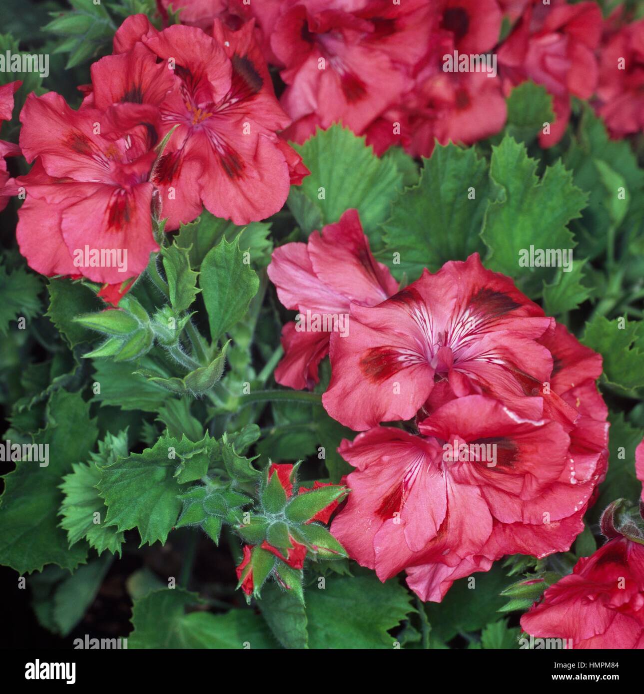 Geranium (Pelargonium macranthum), Gesneriaceae. Stock Photo
