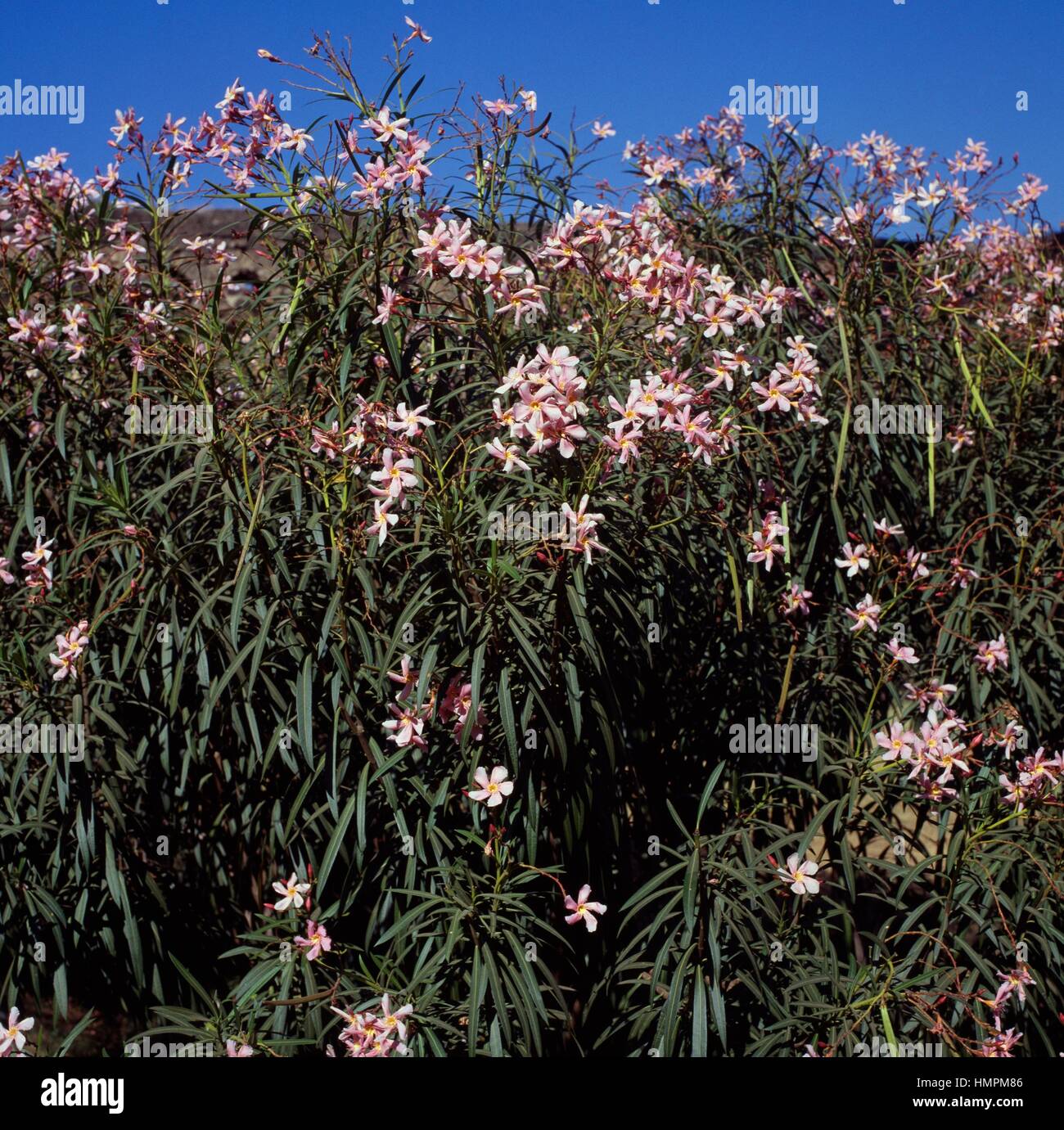 Nerium (Nerium odorum), Apocynaceae Stock Photo - Alamy