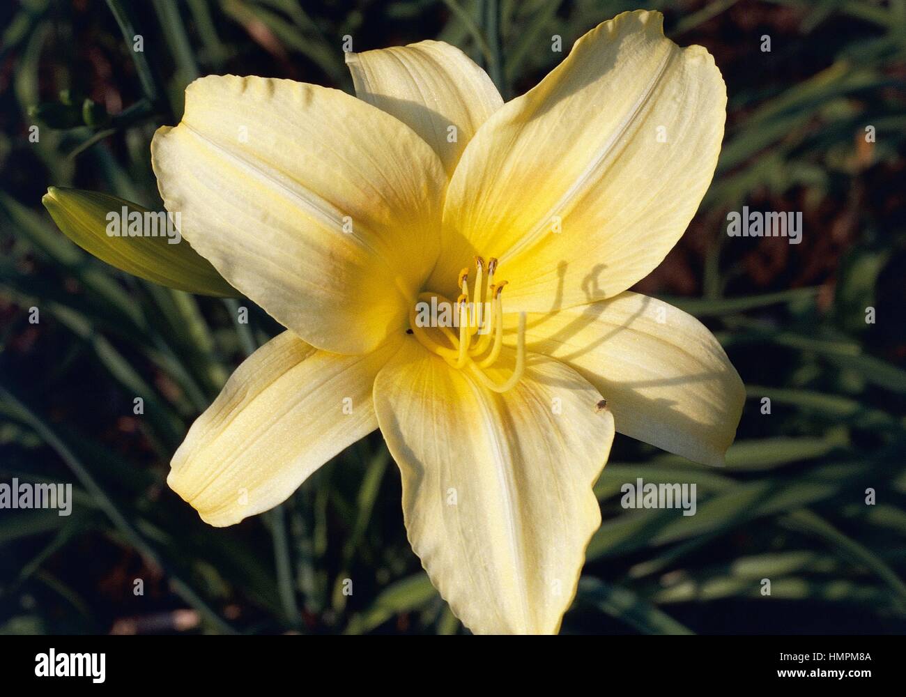 Daylily (Hemerocallis sp), Hemerocallidaceae. Stock Photo