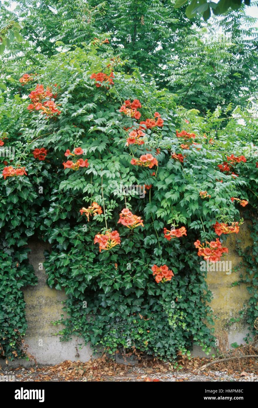 Bignonia (Bignonia sp), Bignoniaceae Stock Photo - Alamy