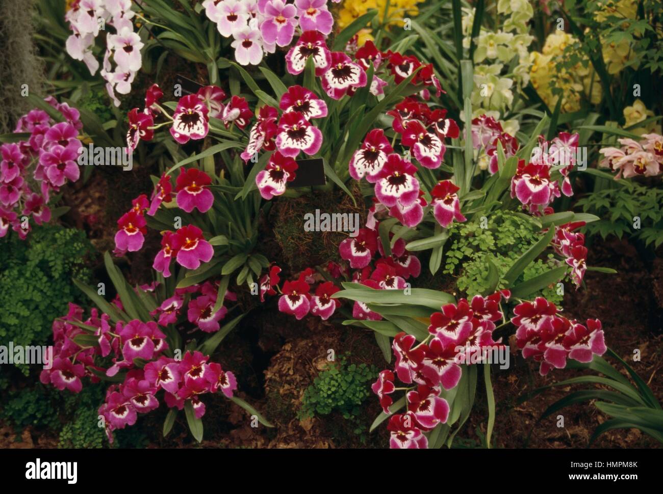 Selection of different coloured Pansy orchids (Miltonia sp), Orchidaceae. Stock Photo