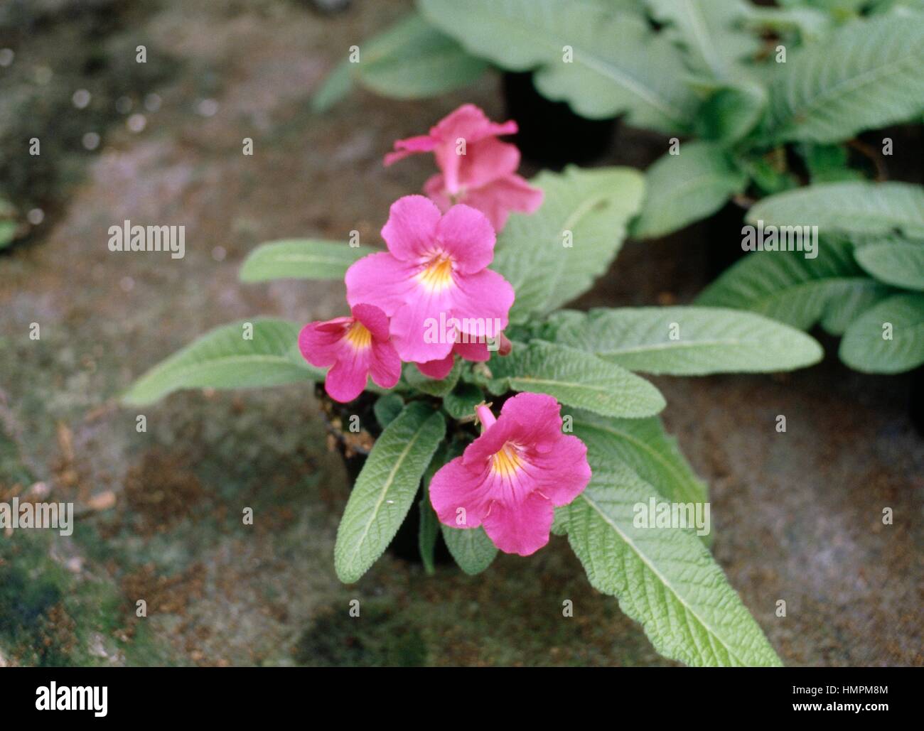 Cape Primrose (Streptocarpus x hybridus), Gesneriaceae. Stock Photo