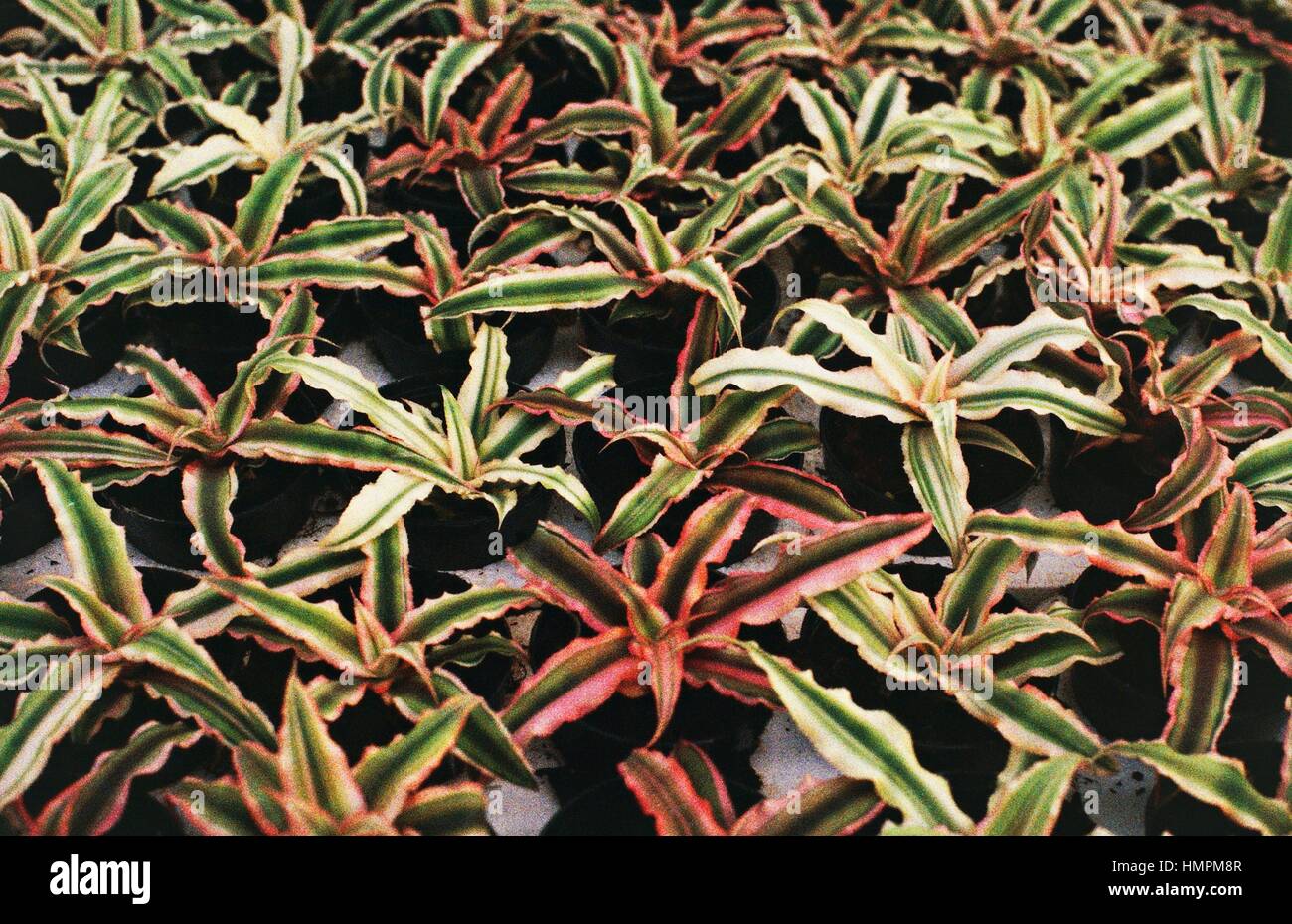 Earth star (Cryptanthus sp), Bromeliaceae. Stock Photo