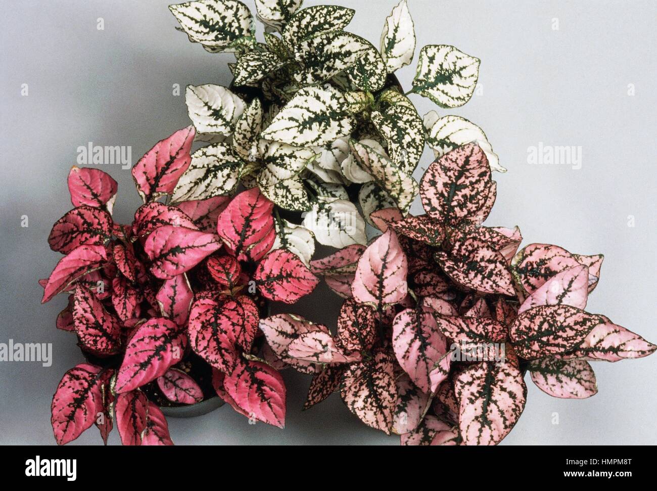 Polka dot plant (Hypoestes Splash Select), Acanthaceae. Stock Photo