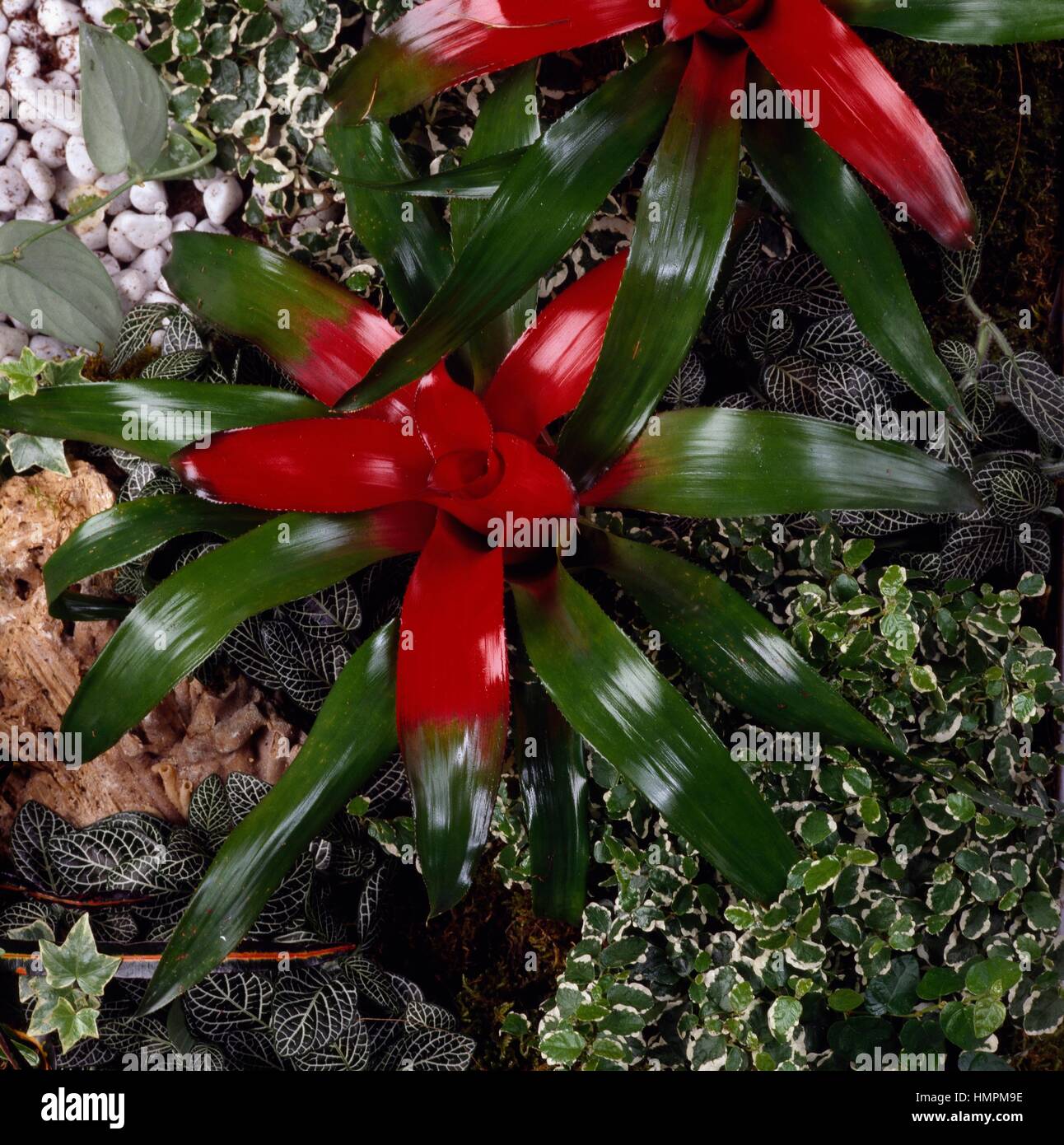 Nidularium sp, Bromeliaceae. Stock Photo
