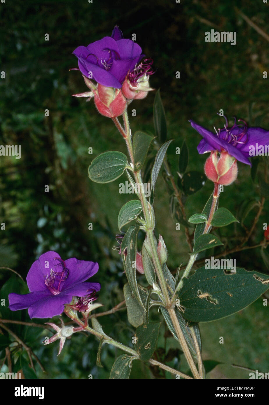 Glory bushes or Glory trees (Tibouchina macrantha or Lasiandra macrantha), Melastomataceae. Stock Photo