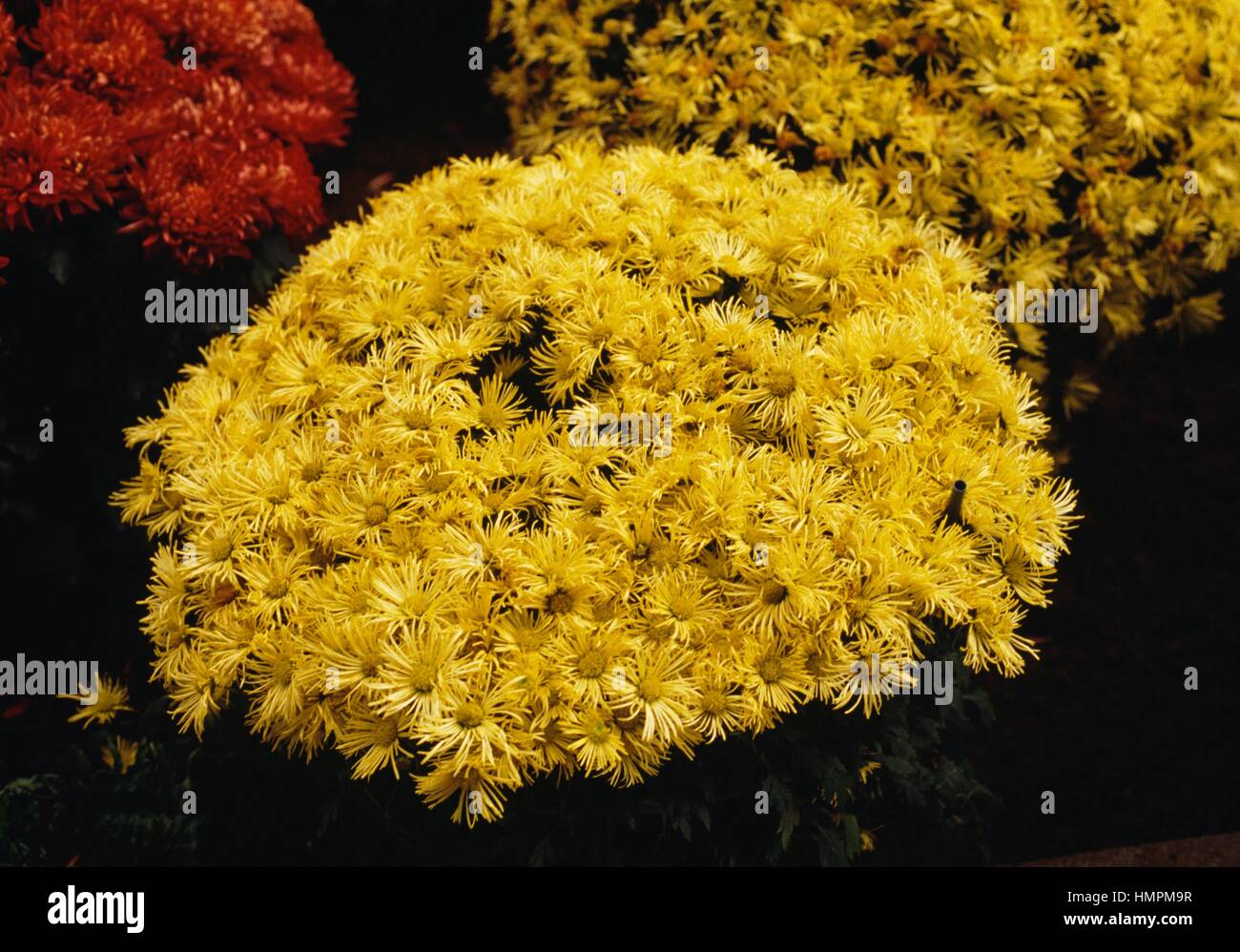 Korean chrysanthemum (Chrysanthemum coreanum), Asteraceae. Stock Photo