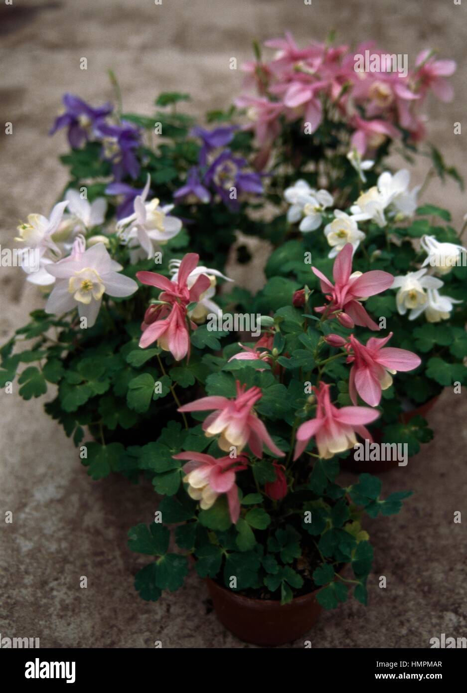 Fan Columbine (Aquilegia flabellata nana Mini Star), Ranunculaceae. Stock Photo