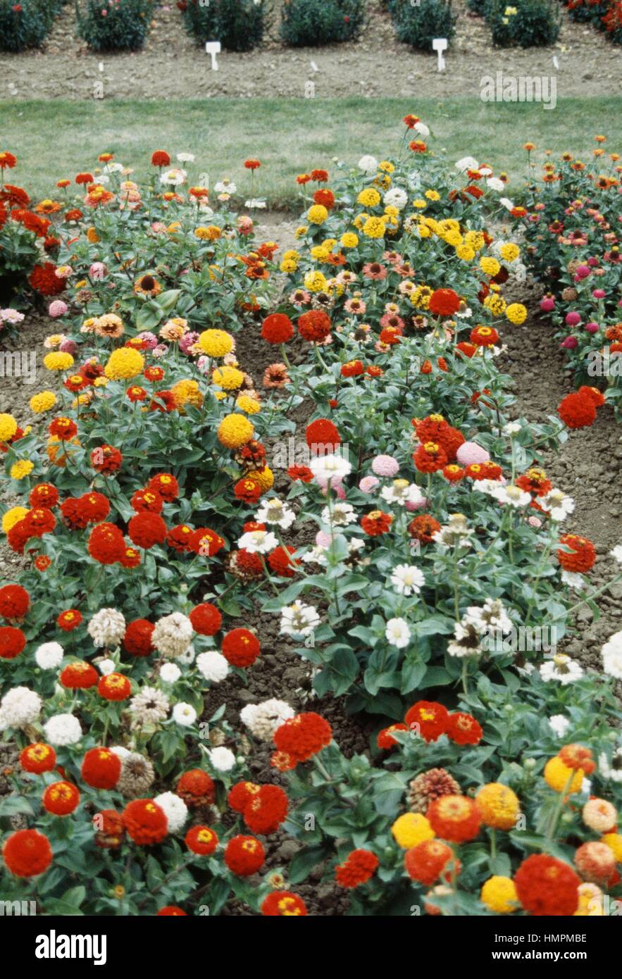 Zinnia (Zinnia Hobgoblin), Asteraceae. Stock Photo