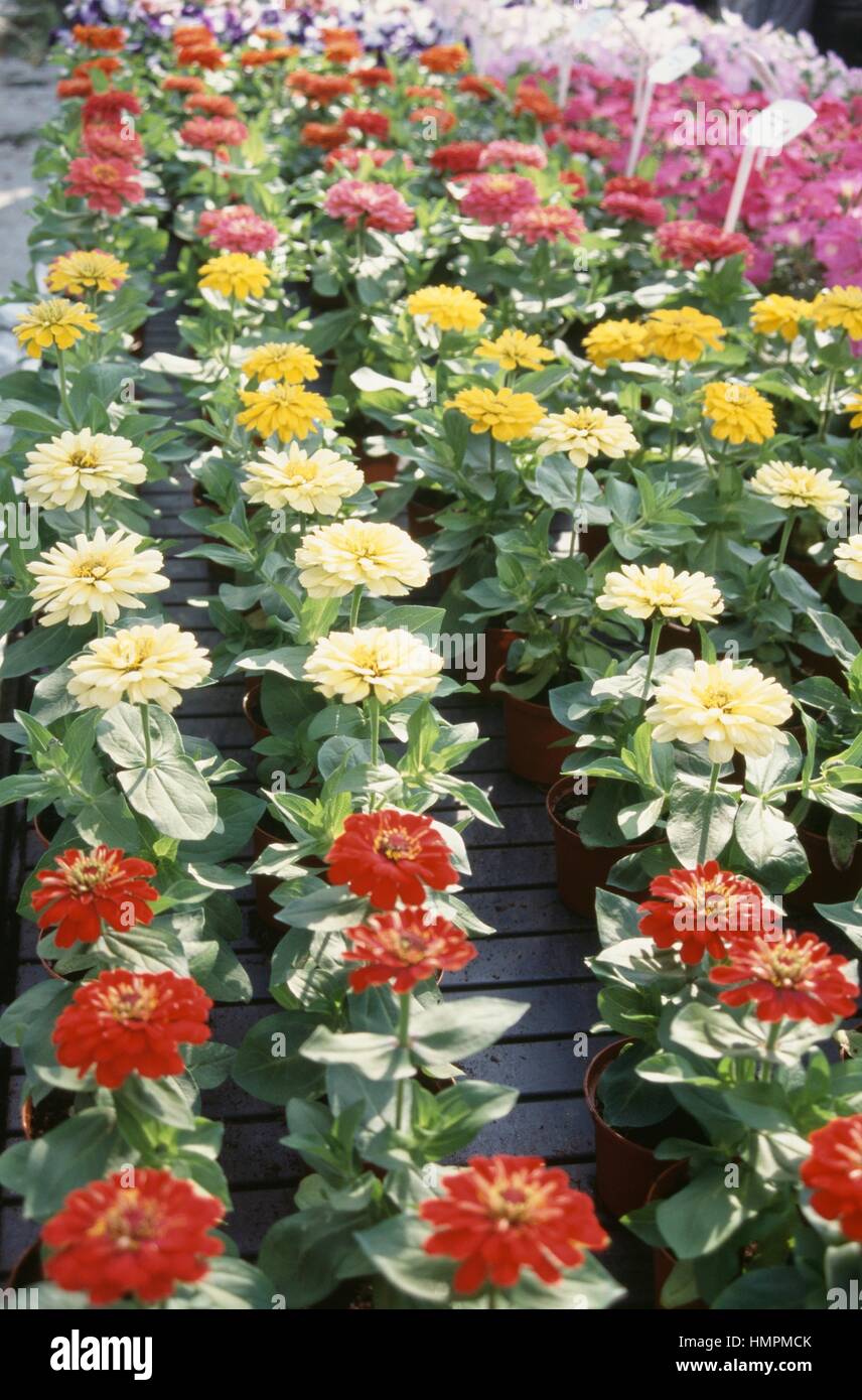 Zinnia (Zinnia Dreamland), Asteraceae. Stock Photo