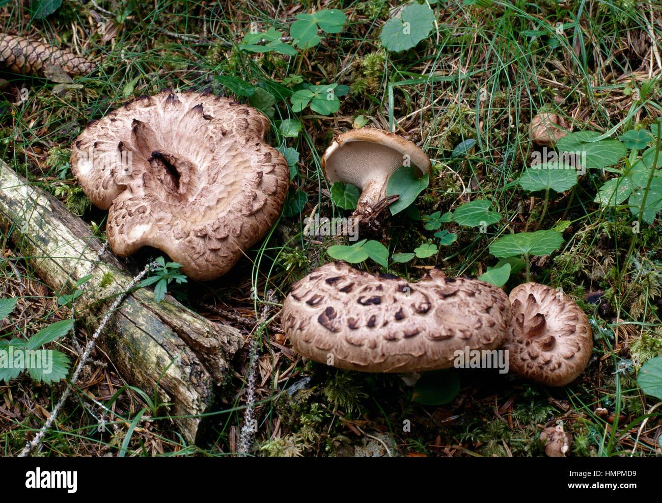 Shingled hedgehog or Scaly hedgehog (Hydnum imbricatum or Sarcodon imbricatus), Idnaceae. Stock Photo