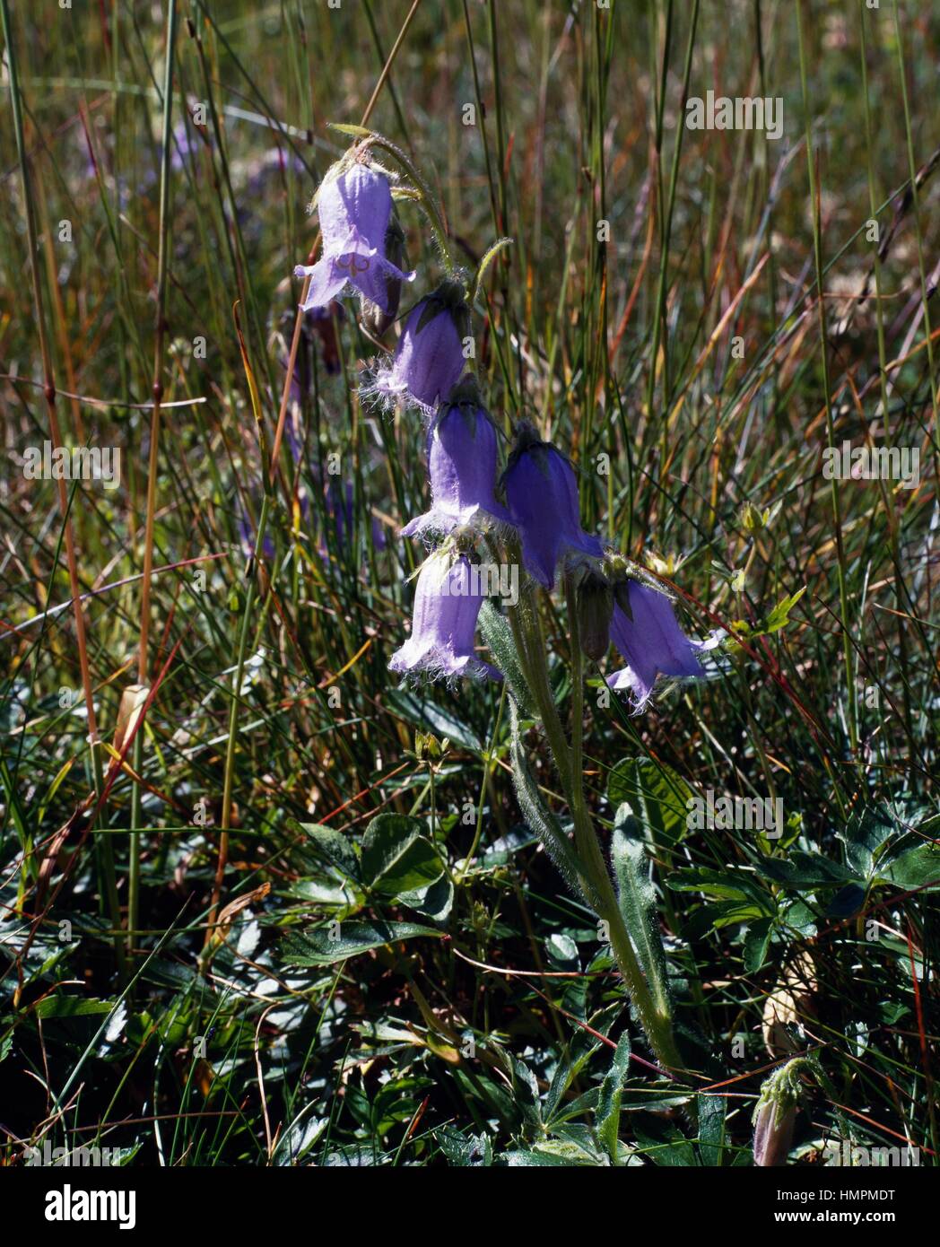 Bearded bellflower (Campanula barbata), Campanulaceae. Stock Photo