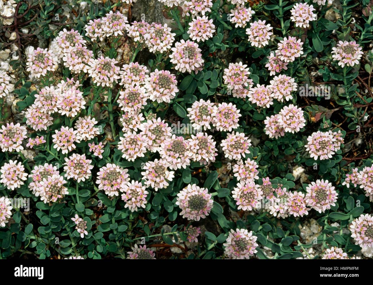 Candytuft (Aethionema thomasianum), Brassicaceae. Stock Photo