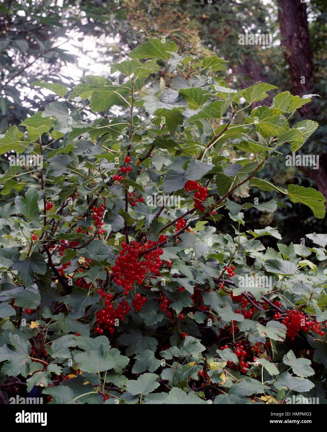 Redcurrant (Ribes rubrum), Grossulariaceae. Stock Photo