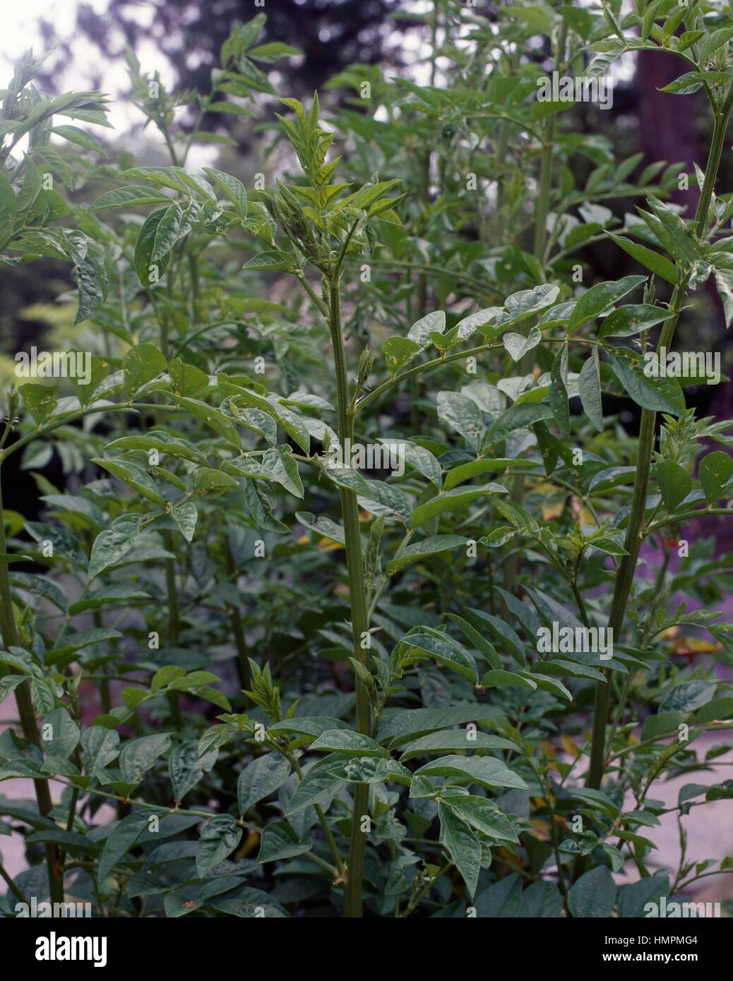 Liquorice or Licorice (Glycyrrhiza glabra), Fabaceae Stock Photo Alamy