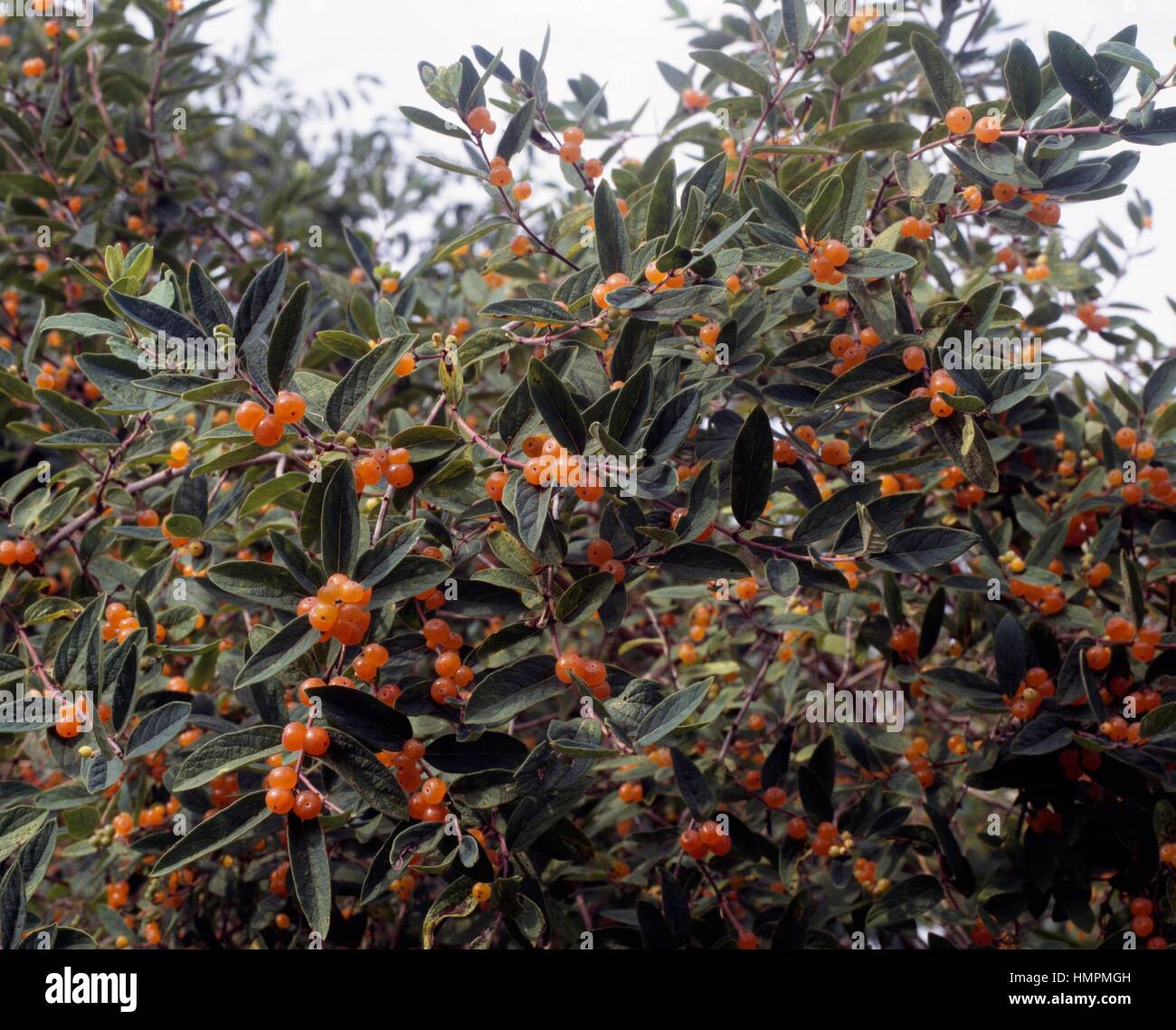 Pyrenean Honeysuckle fruit-bearing branches (Lonicera pyrenaica), Caprifoliaceae. Stock Photo