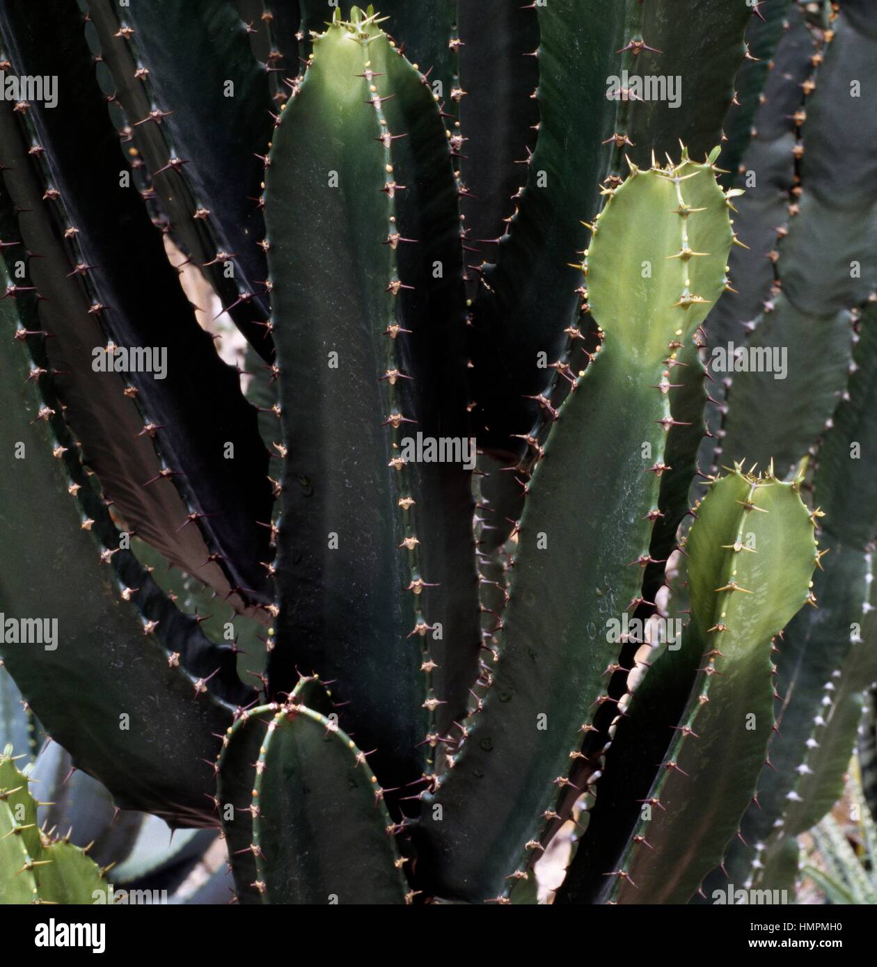Ghost Euphorbia Or Variegated Candelabra Spurge Euphorbia Candelabrum Var Erythraea Euphorbiaceae Stock Photo Alamy
