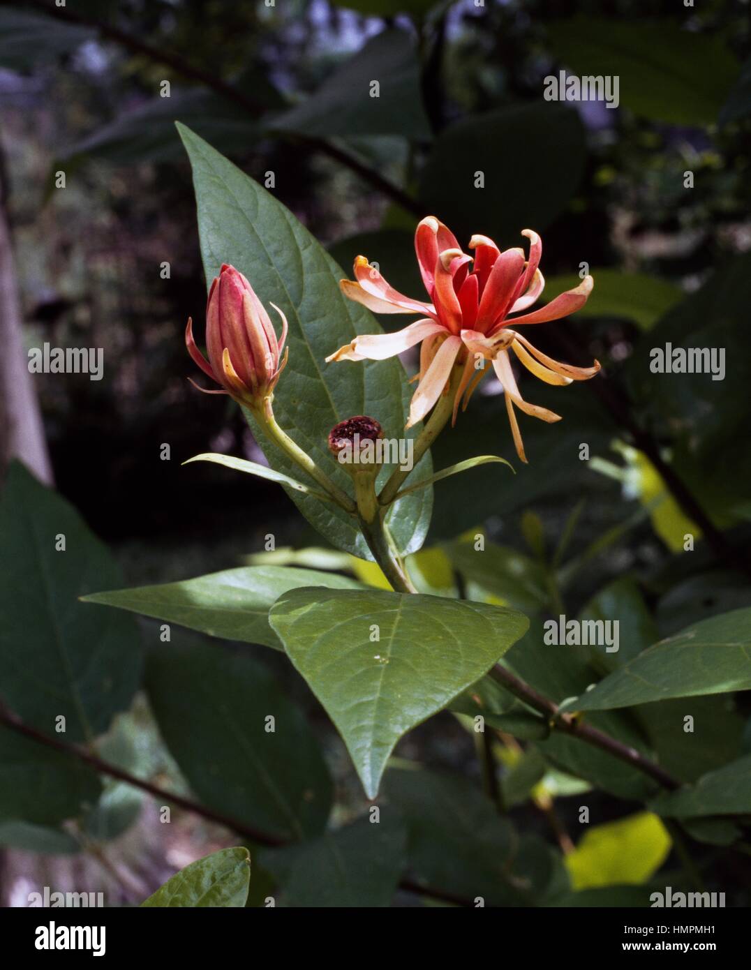 Sweetshrub calycanthus hi-res stock photography and images - Alamy