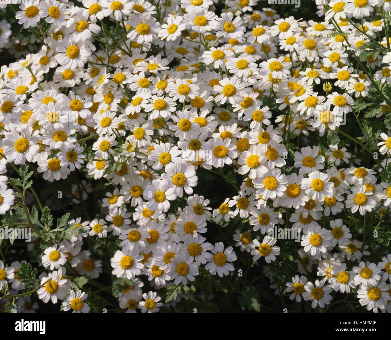 Feverfew (Tanacetum parthenium), Asteraceae. Stock Photo
