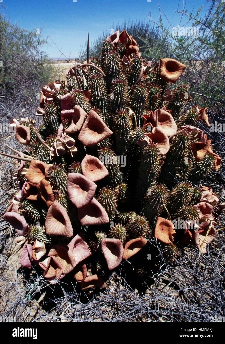 Hoodia currorii, Apocynaceae, Namibia. Stock Photo