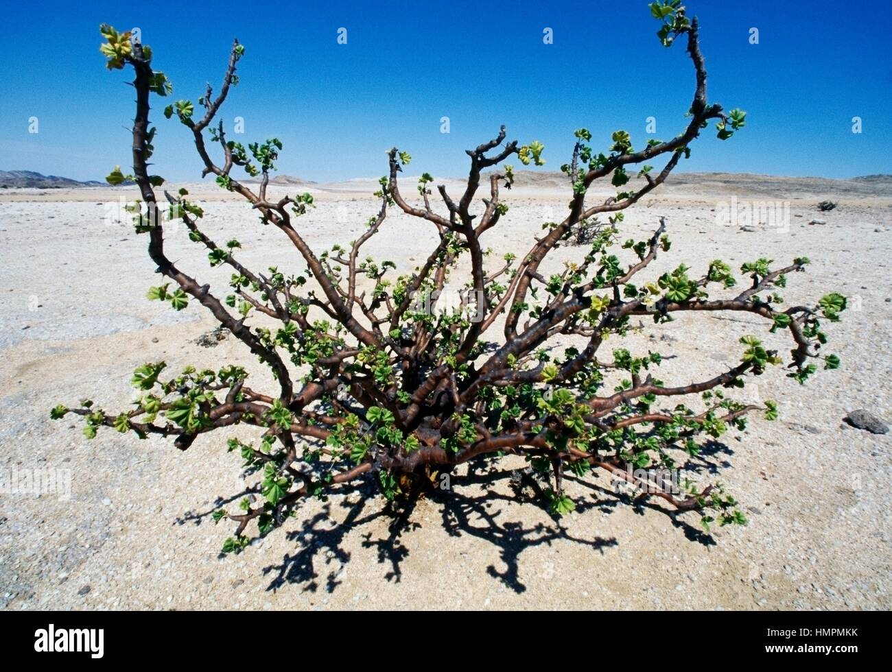 Bushman's candle (Sarcocaulon marlothii), Geraniaceae, Namibia. Stock Photo