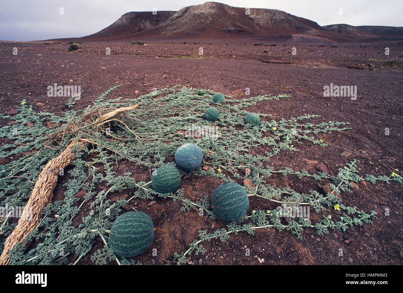 Namib Tsamma (Citrullus ecirrhosus), Cucurbitaceae, Namibia. Stock Photo