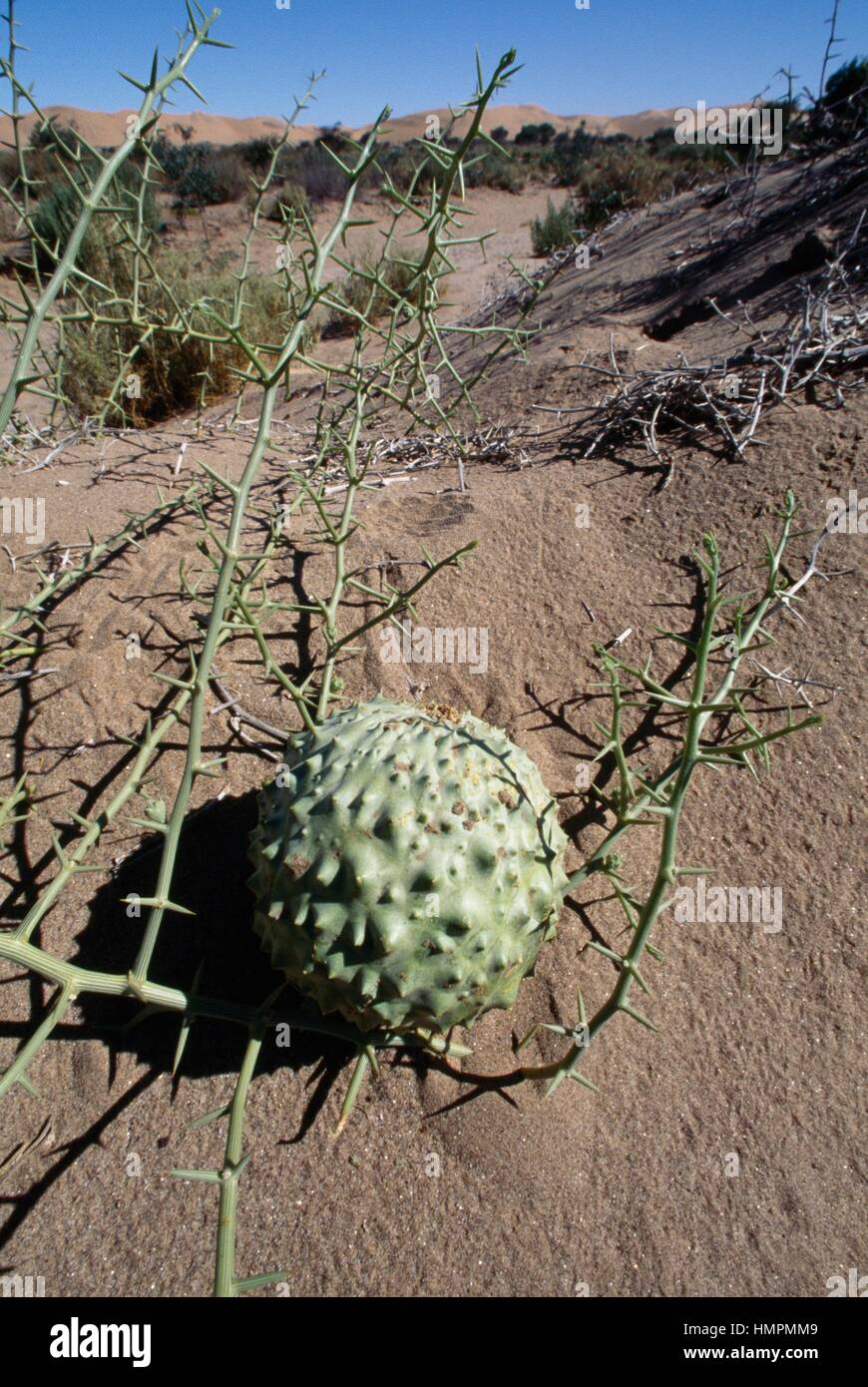 Nara Melon (Acanthosicyos horridus), Cucurbitaceae, Namibia. Stock Photo