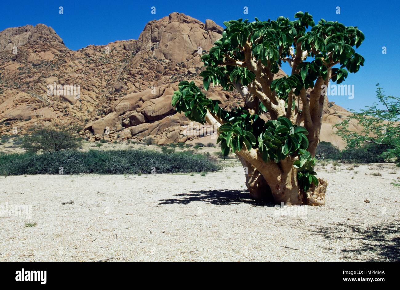 Cobas Tree or Butter Tree (Cyphostemma currorii), Vitaceae, Namibia. Stock Photo