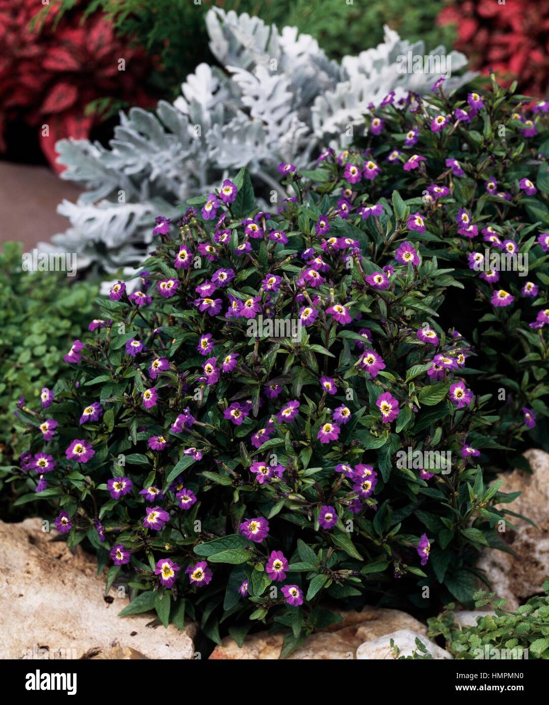Amethyst flower or Bush violet (Browallia speciosa Dream hybrid), Solanaceae. Stock Photo