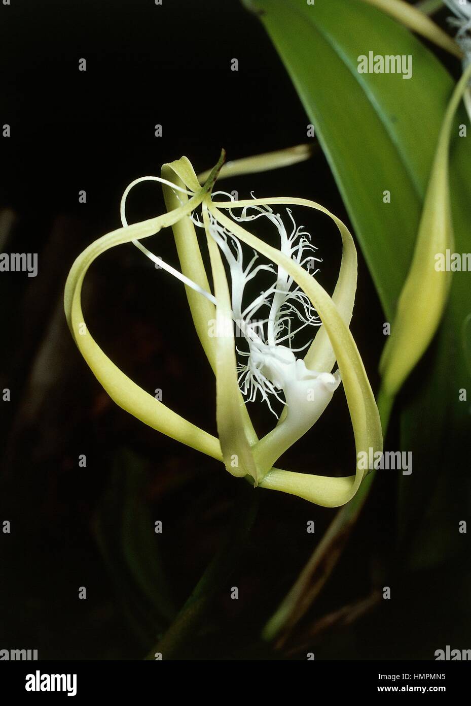 Parkinson's Coilostylis (Epidendrum parkinsonianum), Orchidaceae, Costa Rica. Stock Photo