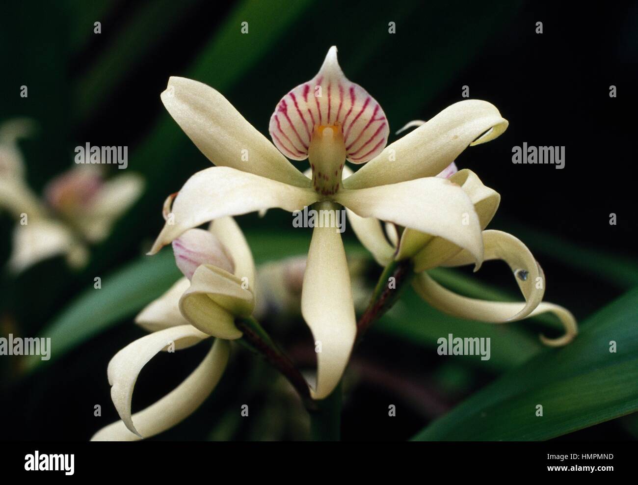 Orchid (Encyclia chacoensis), Orchidaceae, Costa Rica. Stock Photo