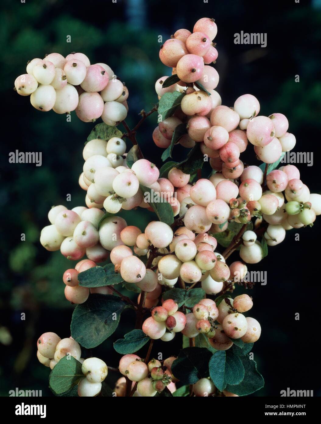 Snowberry (Symphoricarpos x doorenbosii Mother of pearl), Caprifoliaceae. Stock Photo