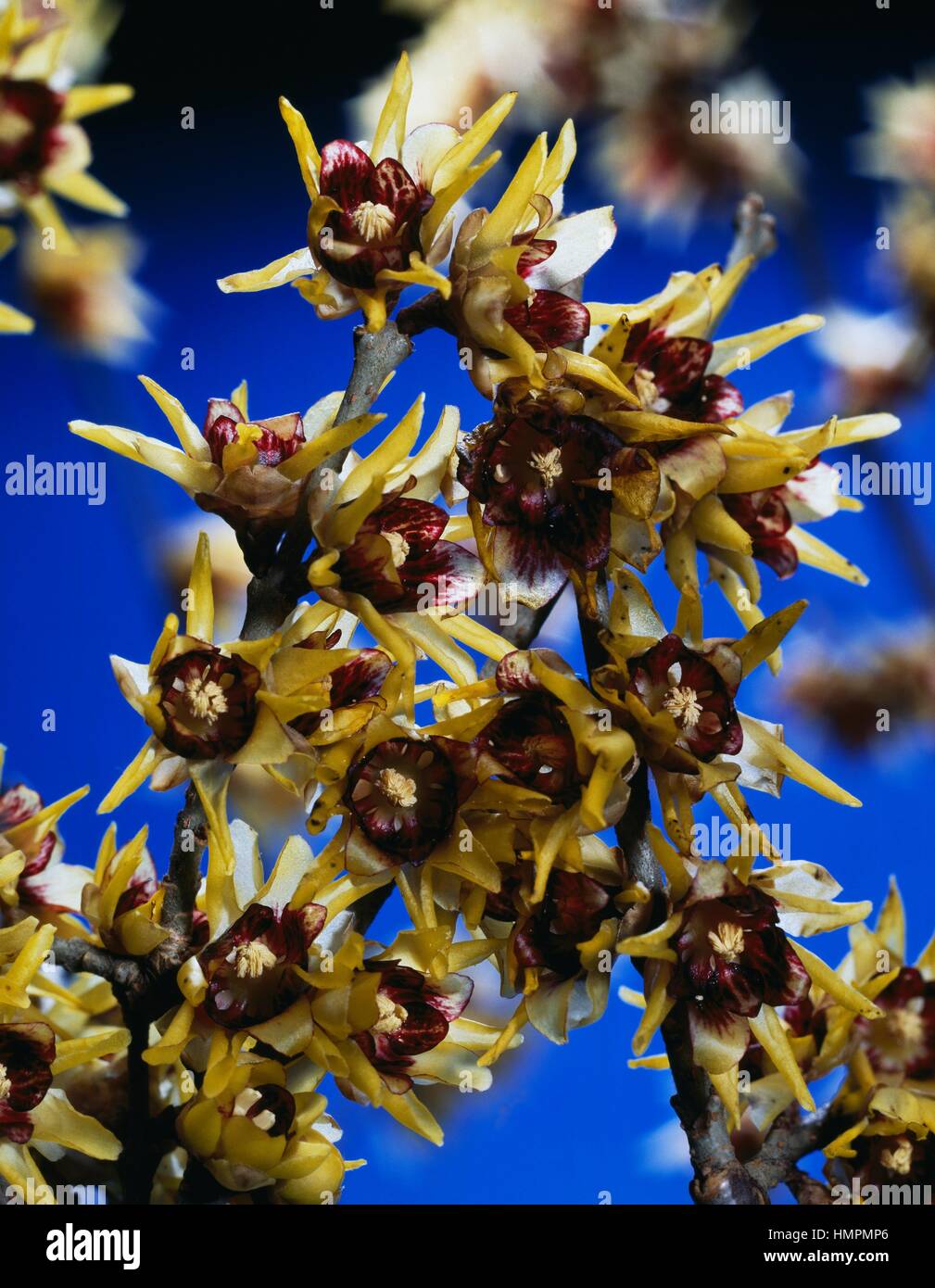 Wintersweet or Japanese allspice (Chimonanthus praecox or Calycanthus