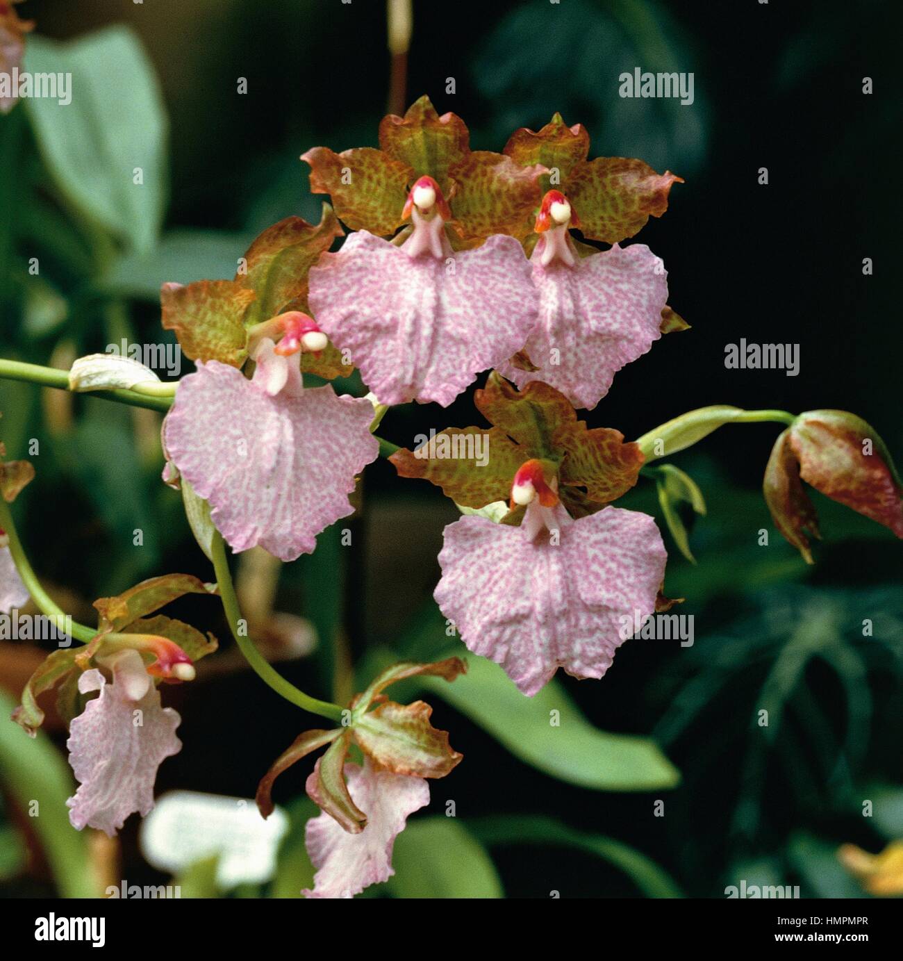 Ure-Skinner's Rhynchostele (Odontoglossum uroskinneri), Orchidaceae. Stock Photo
