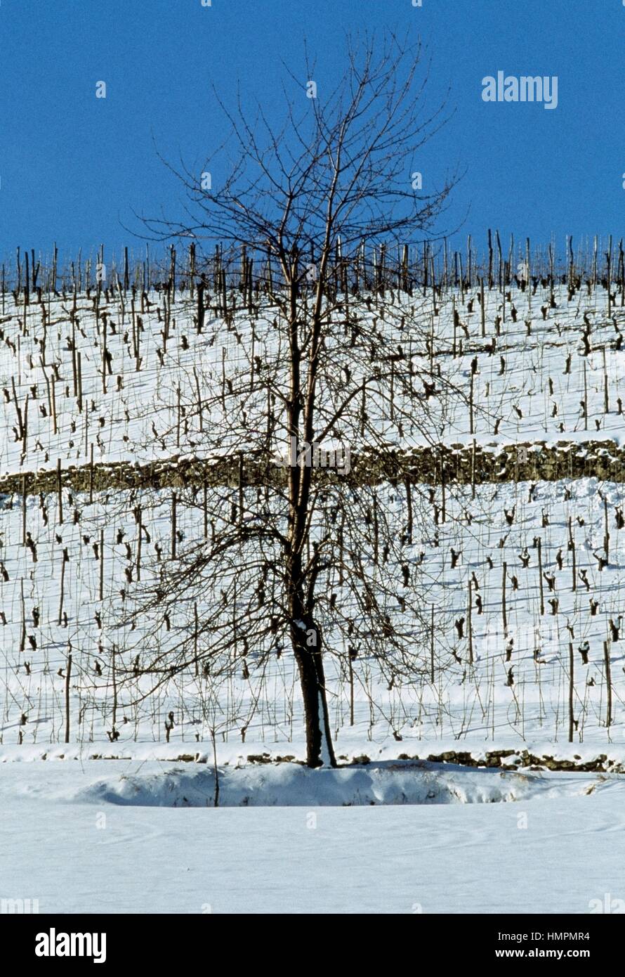 Wild Cherry Sweet Cherry Or Bird Cherry In Winter Prunus Avium Rosaceae Stock Photo Alamy