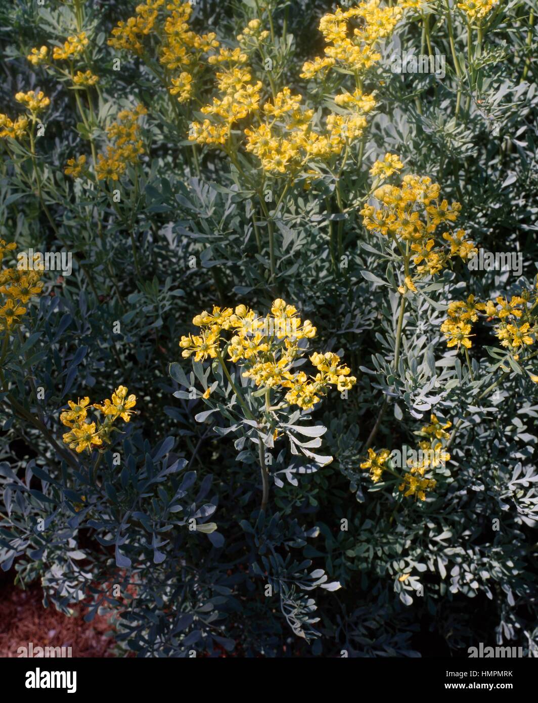 Rue, Common rue or Herb-of-grace (Ruta graveolens), Rutaceae Stock ...